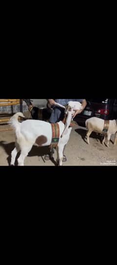 Goats,Bakray