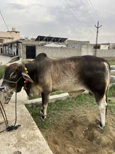 Bull