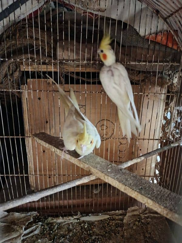 cocktail pair and java pair 1