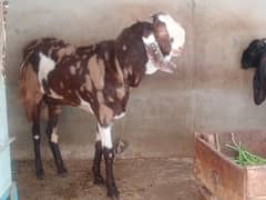 sale for qurbani