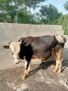*Qurbani K Janwar | Buffalo | Bull | Cow | Gay | Bachra | بچرا | Sale*