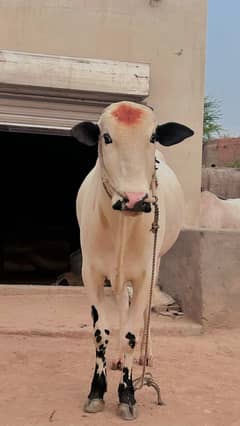 White Fateh Jungi Bull For Sale