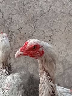 Quality Aseel Thai and Heera Birds
