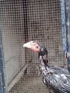 Quality Aseel Thai  Birds
