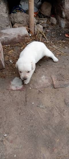 puppy lebra dog for sale 03144773535