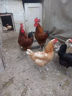Rooster for sale