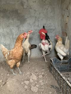Andy deny wali ghar ki 3 murgian or 1 murga for sale