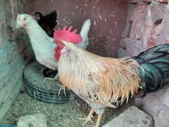 Desi murgha and murghi pair for sale