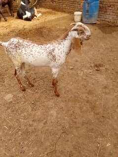 2 bakry 2 dant hein kahsiii for sale
