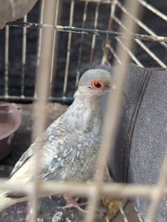 Dove Pair For sale