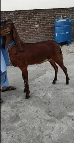 nagri femal brown color
