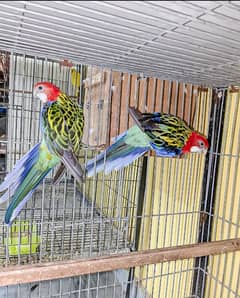 Golden Mental Rosella Breeder pair
