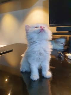 Persian