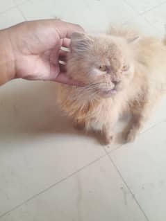 Punch
