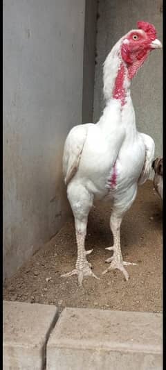 Hira paper white