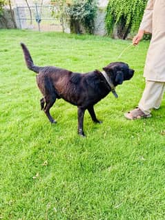 Labrador