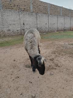 2 Male Sheeps for Qurbani Age 12months