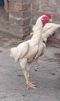 Aseel Hens pair