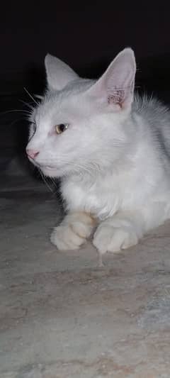 8 months cat