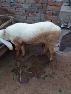 kajla chatra live weight 98 kg meet weight 45 + leny wala hi rabta kry