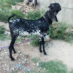 Goat | Dasi bakra | sheep | Makhi cheena bakra | بکرا | bakry | bakra