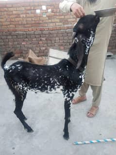 Goat | Dasi bakra | sheep | Makhi cheena bakra | بکرا | bakry | bakra