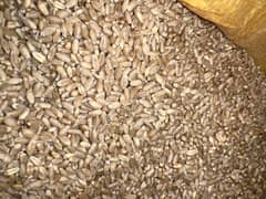 Wheat