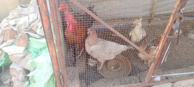 egg laying hens sale due to shftting