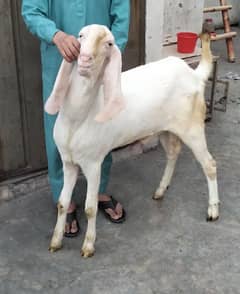 Bakra for sale