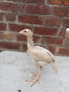White Heera Chicks