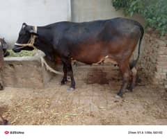 cow for sale kurbani