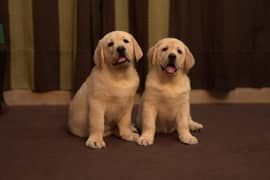 British Labrador Puppies