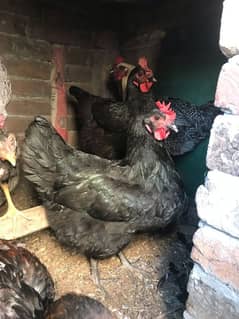 desi hens