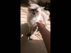 Persian