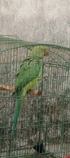 Ringneck