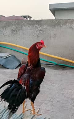 aseel big size patha