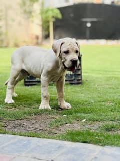CANE CORSO (WHITE)