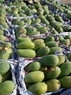 Fresh and sweet MIRPURKHAS MANGOES