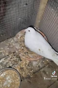 Kasad breeder pair with 2 chiks