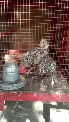 Silver sebright Breeder pair