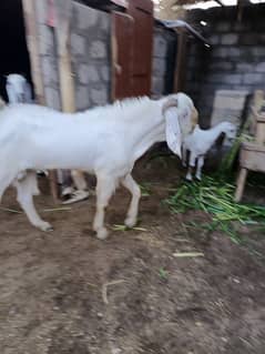 beetal bakra for qurbani sale