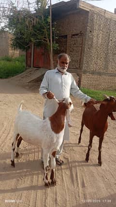 Qurbani Bakra For Sale both