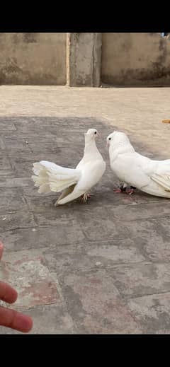 White fantail laky pair