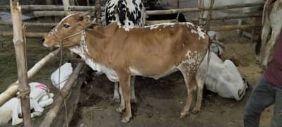 Cow For Sell