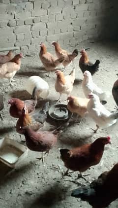 Golden Misri murgyan for sale