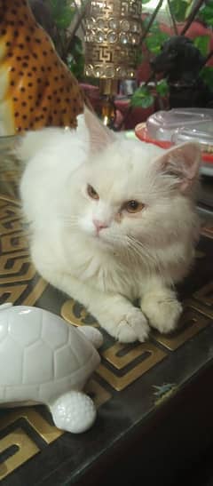 cat for sale