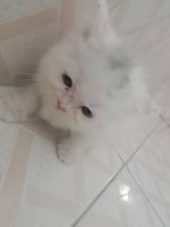 two months age
