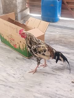 pure aseel murgha for sale