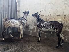 2 dant Qurbani goats  (Jori h)