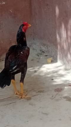 murge available